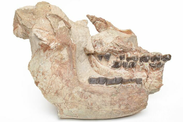Fossil Running Rhino (Hyracodon) Lower Skull - Wyoming #216119